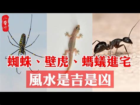 四腳蛇入屋風水|【屋企有四腳蛇風水】屋企有四腳蛇風水好嗎？會帶來不幸的預兆。